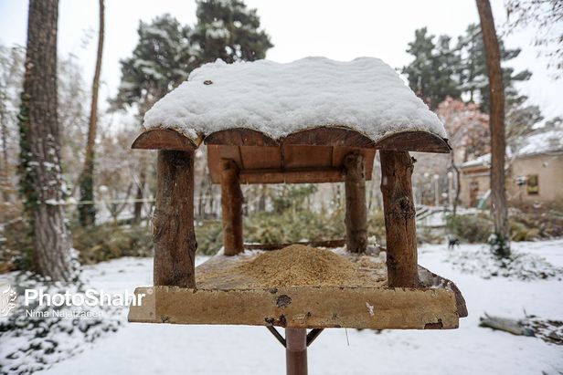 تصاویری زیبا از آشیانه پرندگان در بوستان‌های مشهد