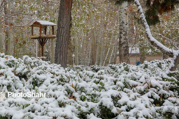 تصاویری زیبا از آشیانه پرندگان در بوستان‌های مشهد