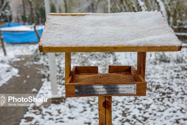تصاویری زیبا از آشیانه پرندگان در بوستان‌های مشهد