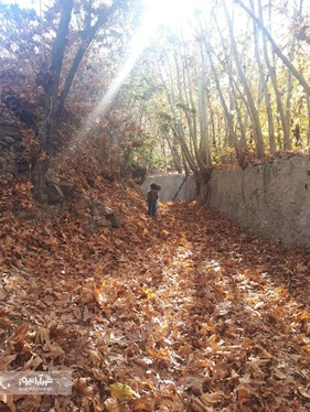 شهروند خبرنگار | خودنمایی پاییز در روستای مایان طرقبه