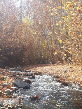شهروند خبرنگار | خودنمایی پاییز در روستای مایان طرقبه