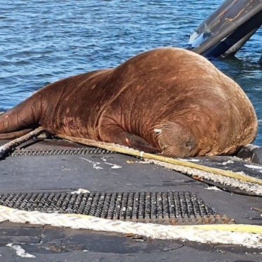 نشست گلاسکو و بحران‌های محیط زیستی که زمین را تهدید می‌­کند + عکس