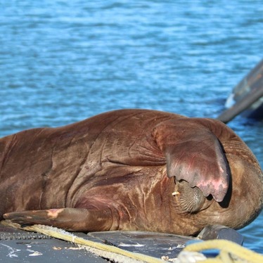 نشست گلاسکو و بحران‌های محیط زیستی که زمین را تهدید می‌­کند + عکس